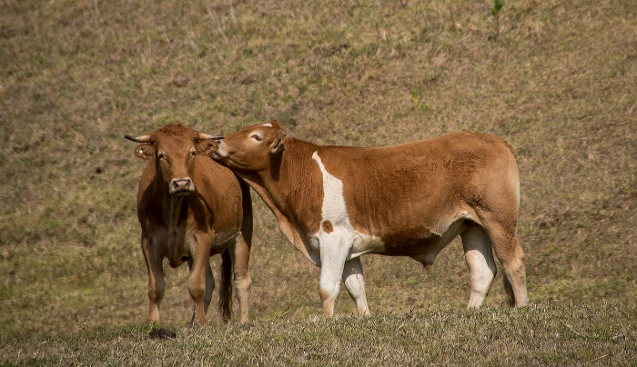 Two brown cows in a field