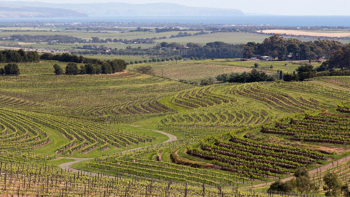 Vineyard on rolling green hills.